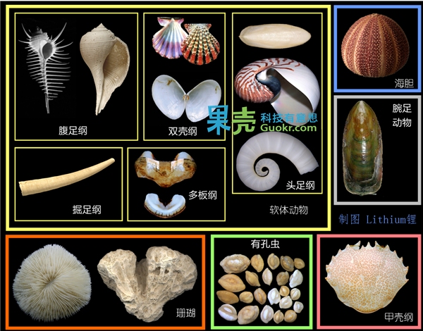 一些能够产生钙质骨骼或壳体的海洋生物。图：Esko J?ntti, Invertzoo, Jan Johan ter Poorten, H. Zell, Drow_male, Jon Zander, Hans Hillewaert, Daviddarom, Mgiganteus, Udo Schmidt, Tomomarusan & Psammophile/wiki; John Donges & PeterEdin/flickr