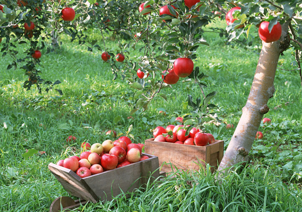 大部分水果在生产实践中都采取嫁接的方法，苹果能成为规模化的产物，也得益于此。  图/taopic.com