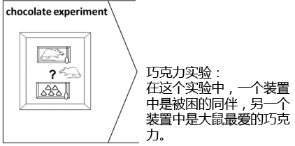 图3，同伴VS巧克力装置示意图。来源：www.sciencemag.org SCIENCE VOL 334 9 DECEMBER 2011。