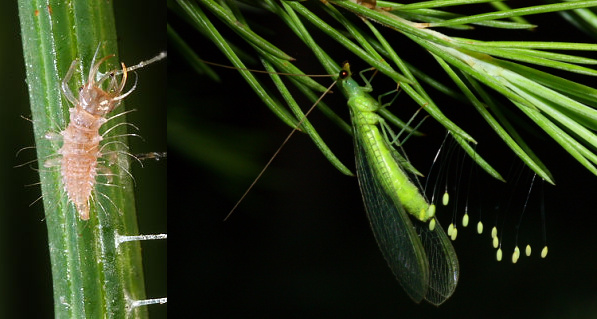 草蛉。左图中的草蛉幼虫又名“蚜狮”，可见捕捉蚜虫有多猛！但大多数草蛉的成虫对蚜虫却没啥兴致，主要吃花蜜、花粉或蚜虫排出的蜜露。草蛉产卵时，还会先拉出一根丝，把卵产在丝的顶端，以防止卵被捕食。图/wildchina.cn和biodiv.tw