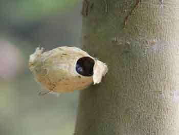 你有没有发现路边的行道树上“长”出过这样的“瘤”？其实，它只是园林部门钉在树上用来培育白蛾周氏啮小蜂，防治美国白蛾等害虫的蚕茧。