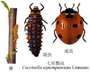 七星瓢虫。你可曾试过数清所见瓢虫身上的斑点，只为弄清楚到底是几星的瓢虫？从卵里一孵出来，七星瓢虫就开始吃蚜虫，变成成虫后胃口更大，可以说是蚜虫的绝对克星。
