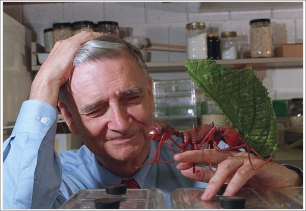 威尔逊感兴趣的 “不仅仅是蚂蚁本身”，他做过的所有工作，都指向一个目标：改变人类的自我概念（图片：forhumanliberarien.blogspot.com）