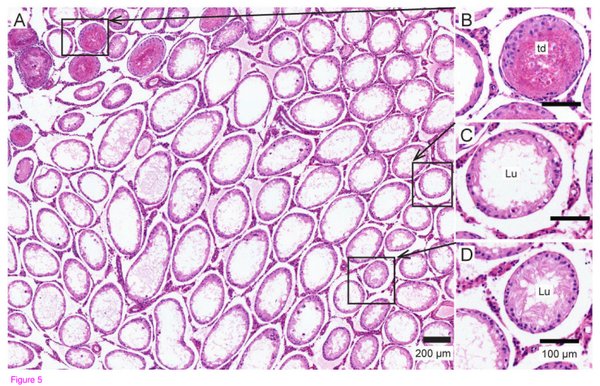 经过频率为3兆赫超声波处理过后的睾丸组织，可以看到部分生精小管（睾丸中进行减数分裂产生精子的场所）由于受热收到了伤害（td），而更多的生精小管内则产生了空腔（lu）。