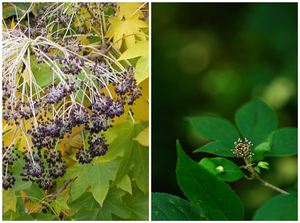五加科家族的植物用途良多，不乏作观赏、木材、药材之用，上图中的两位还可当做食用。左为刺楸，右为无梗五加。 图/秦隆、missouribotanicalgarden.org