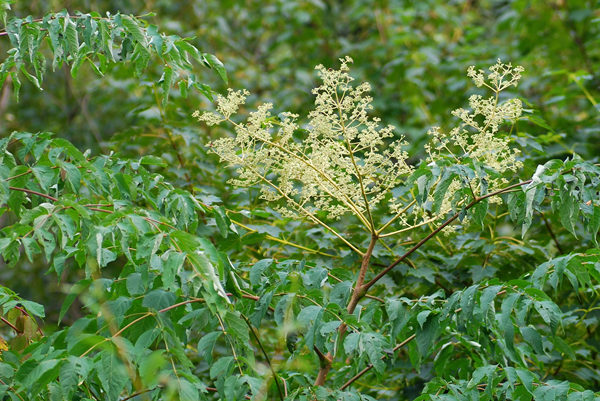 辽东楤(sǒng)木，又名龙牙楤木，如果你去过真正的东北林区，十有八九吃到过当地这种极富特色的深山美味。 摄/秦隆