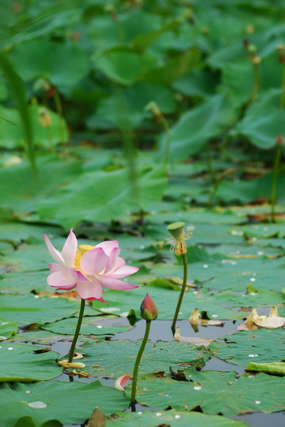 吉林珲春的野生莲，外表和睡莲很像，但实际上血缘差得挺远。相对核心的睡莲家族成员，只剩不足六个属和区区一百来个物种。 摄/秦隆
