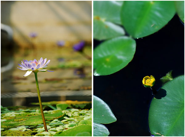 左为延药睡莲，右为萍蓬草。无论是外形还是食用方面，睡莲属、萍蓬草属的成员显然没有芡家独子芡实君更为人称道。  摄/秦隆