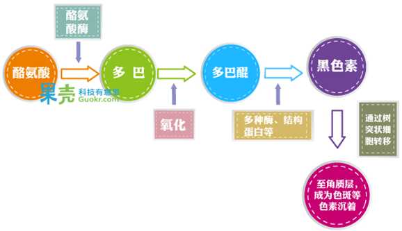 黑色素生成示意图。果壳原创，制图：@V晶V，内容来源：[1]