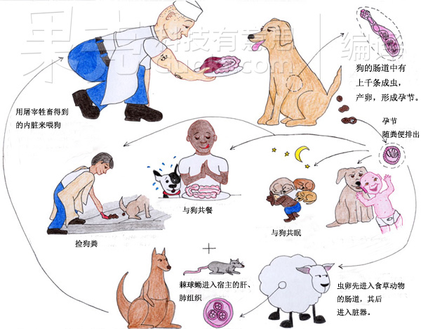 细粒棘球绦虫的传播途径。原图来自http://echinococcus.seebyseeing.net/