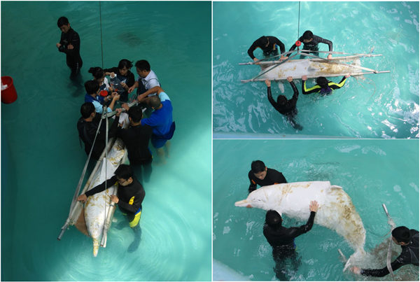 医生给老白进行体检；老白被转移入较大的暂养池