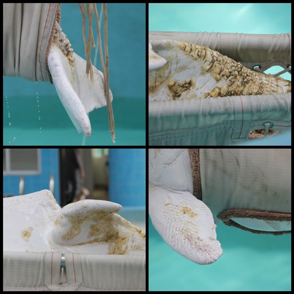 老白身上的伤口。左上：尾鳍与尾柄连接处表皮开裂。右上：尾柄处老化的死皮.左下：被伤口分成两半的背鳍。右下：胸鳍上的咬痕