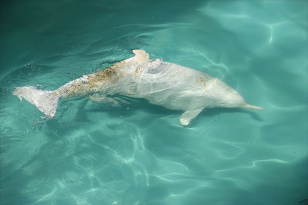 全身白色的老白