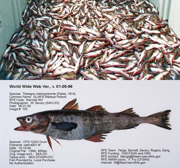 KFC和汉堡王的鳕鱼产品，其实是来自狭鳕属的黄线狭鳕鱼肉。从外观上看，黄线狭鳕像是剃了胡子瘦了身的真鳕鱼。