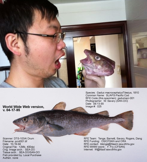 与图中的太平洋鳕鱼一样，来自鳕属的三种鳕鱼都是大头大嘴胖肚子。不过，一旦这些家伙被剥皮抽骨头出现在市场上，即使是上图中与鳕鱼进行亲切对话的本文作者@瘦驼，也未必能准确辨认出来。