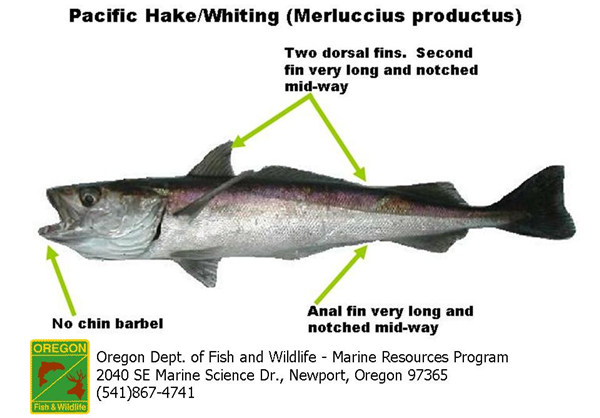 如果我们对标准再宽容些，来自鳕形目无须鳕科的鱼类，同样有机会与“鳕鱼”挂上钩。