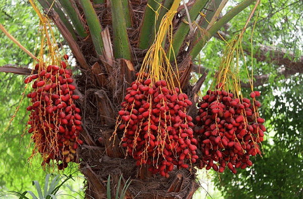 产量极高的椰枣 图片来自http://www.lechuyou.com/DocumentShow_SelfShopping_85810.html