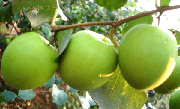 口感近乎苹果的大青枣，才是正宗的枣属成员。 图片来自http://www.66988.org/picture_show.asp?ID=1696