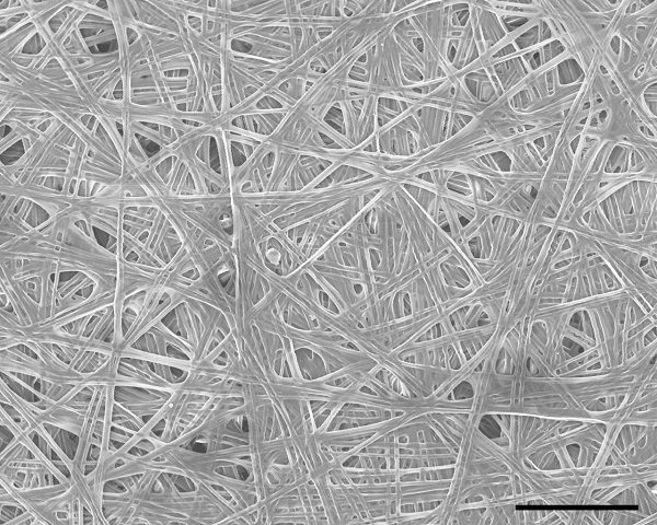 蚕茧的显微镜结构图。