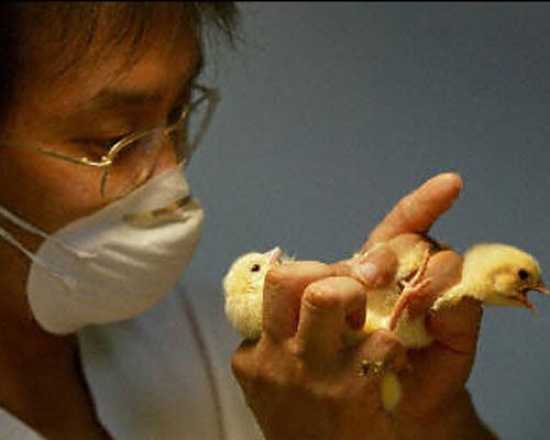 给小鸡鉴定性别。图片：toptenz.net