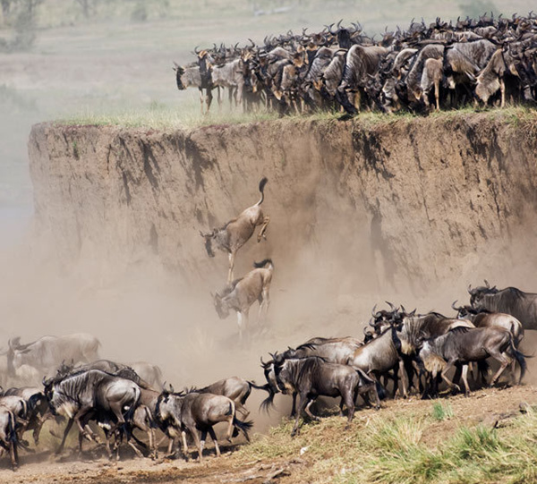 角马们前赴后继，纷纷跳下悬崖。角马，也叫牛羚，属于牛科（Bovidae）的角马属，它包括斑纹角马和白尾角马两个种。这种动物头粗大而且肩宽，肌肉强壮，四肢纤细。