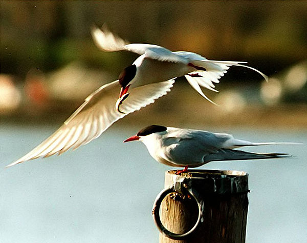 火红的嘴儿和小脚，剪刀似的尾巴，整洁尖锐的翅膀，黑色的小“帽子”，滴溜儿圆的小眼珠，这就是美丽的北极燕鸥。仅凭这样一副小小的身躯，年年往返于地球两极。