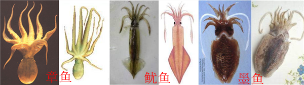 图中均为国内常见的渔业捕捞对象，从左至右依次为八腕总目的两种章鱼：短蛸、长蛸；十腕总目枪形目的两种鱿鱼：柔鱼、枪乌贼；十腕总目乌贼目的两种乌贼：金乌贼、无针乌贼。