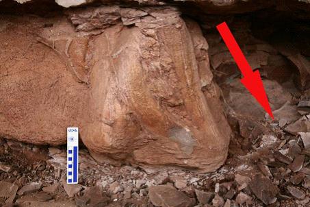 高达半米的恐龙足迹。