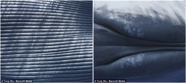 死亡蓝鲸的喉腹折（左）和呼吸孔（右）的近照 (图片来源:dailymail.co.uk)