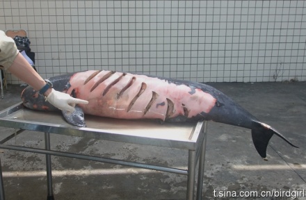 2011年广东珠海发现的江豚，被螺旋桨打伤致死。拍摄者：鸟人桃之妖妖