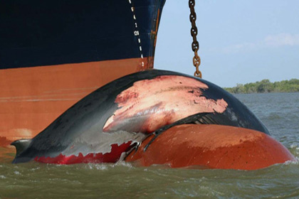 一头布氏鲸搭在船头。（图片来源：wdcs.org）