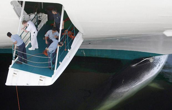 2009年温哥华，一艘船撞击了一头长须鲸。（图片来源：cruiselawnews.com）
