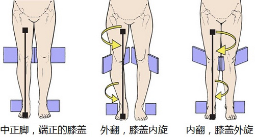 膝盖、小腿和大腿同脚的联动。