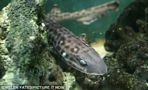 注：原文并未说明鱼的具体名称，此图为原文配图