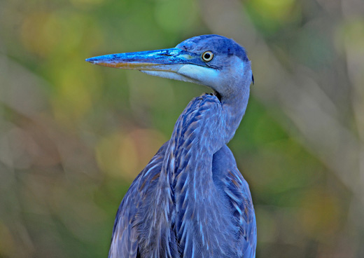 大蓝鹭，这一只算得上大蓝鹭中的大蓝鹭，真叫一个蓝呐……（图片：Smithsonian Magazine）