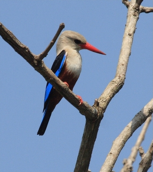 灰头翠鸟（图片：Seth of Rabi/flickr）