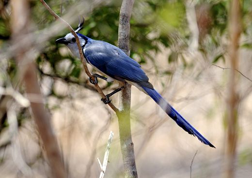 白喉鹊鸦（图片：Smithsonian Magazine）