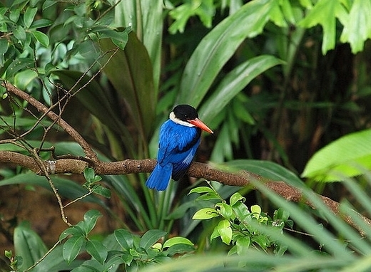 蓝翡翠（图片：Roy Wang/flickr）