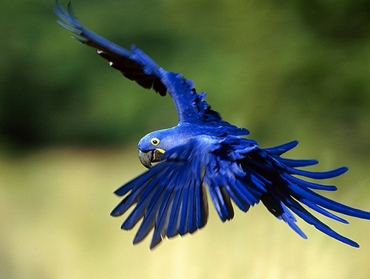 小蓝金刚鹦鹉（图片：fotosevanil.wordpress）