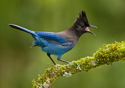 暗冠蓝鸦（图片：Smithsonian Magazine）