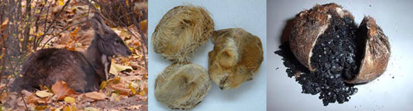 （左）麝香的生产者——原麝；（中）毛壳麝香，也就是直接割下的麝的腺体；（右）割开毛壳麝香得到的麝香仁，干燥的分泌物。图/wikipedia.com; hudong.com; runesgvo.blog126.fc2.com.