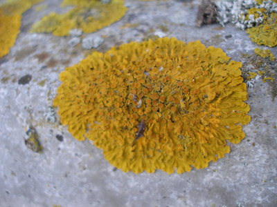 图中是在国际空间站上的一个被暴露在宇宙环境中生存了18个月的地衣样本，一些地衣在磨难中存活了下来，之后被搬运到实验室中继续生长。Creative Commons-N. McAuley