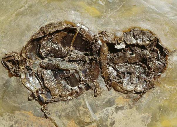这对古龟（左雌）是德国采石场发现的九对中的一对，在大约4700万年前于交配的过程中不幸去世。Senckenberg Naturmuseum Frankfurt