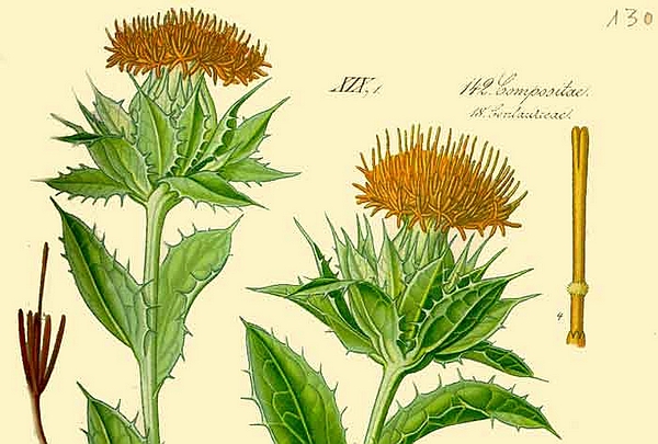 红蓝花，又名红花。《博物志》云∶ 张骞得种于西域。今魏地亦种之。……其花曝干，以染真红，又作胭脂。”（图片：scientific-web.com）