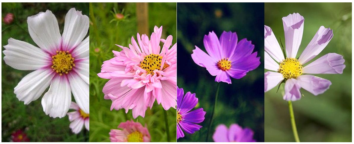 大波斯菊的部分栽培种（由左至右）：‘Daydream’（白日梦），‘Double Click’（双击）， ‘Sonata’（奏鸣曲），‘Seashells’（海贝）。（图片来源：Wiki Commons）