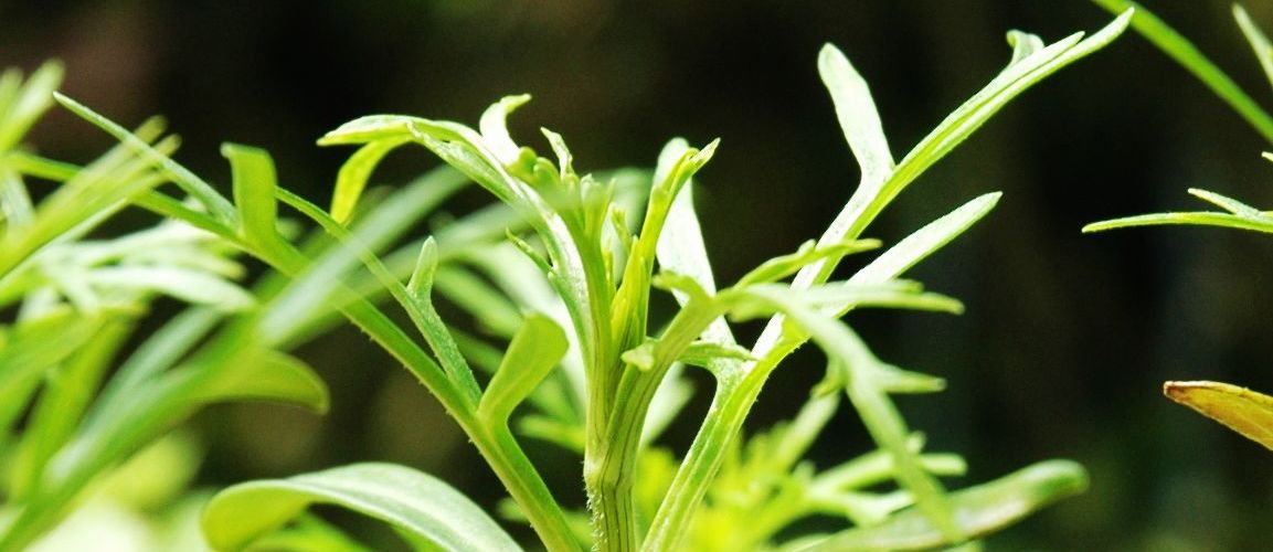 大波斯菊的二回羽状复叶，全裂。（图片来源：gardenposts.co.uk）