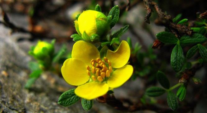 青藏高原上的金露梅。（图片来源：cas.cn）