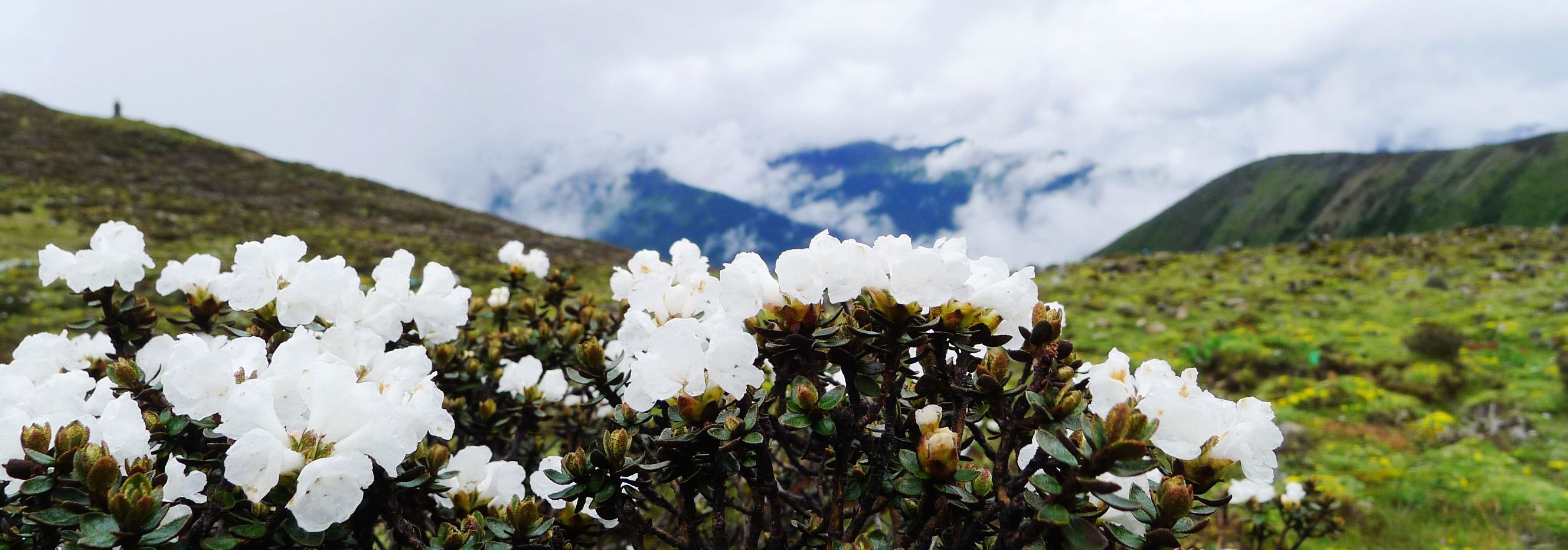 高山杜鹃景观。（图片来源：桃之）