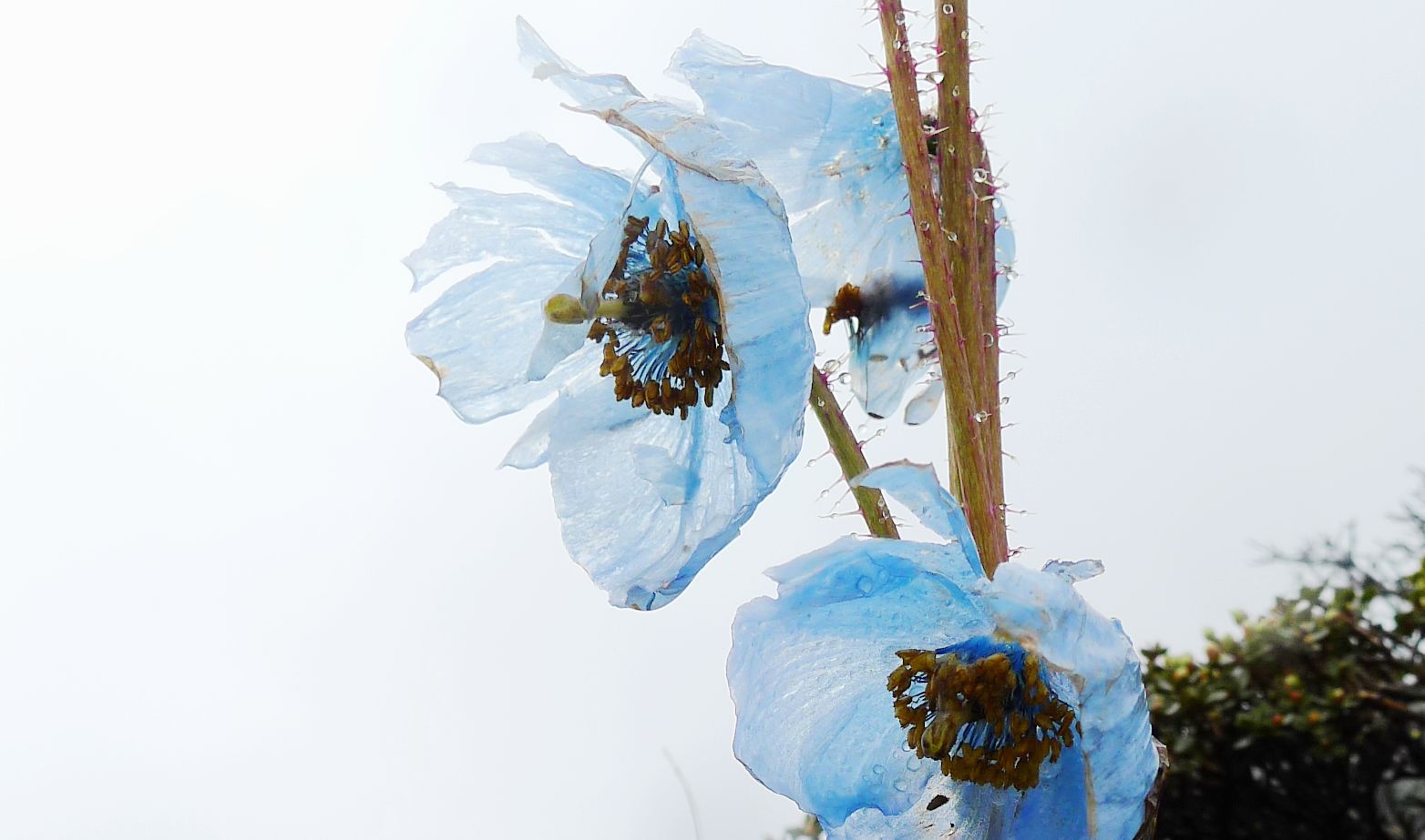 高原上气候条件恶劣，风吹雨打下娇嫩的拟多刺绿绒蒿。（图片来源：桃之）