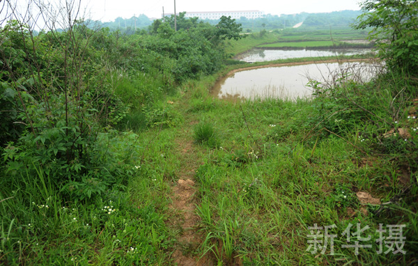 这是雷氏萤的生活环境。雷氏萤是世界上仅有的7种水生萤火虫之一，也是我国特有的2种水生萤火虫之一。